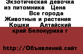 Экзотическая девочка из питомника › Цена ­ 25 000 - Все города Животные и растения » Кошки   . Алтайский край,Белокуриха г.